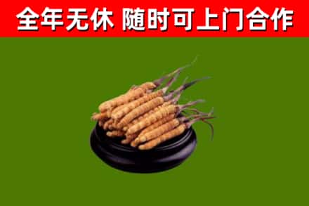 明山回收冬虫夏草