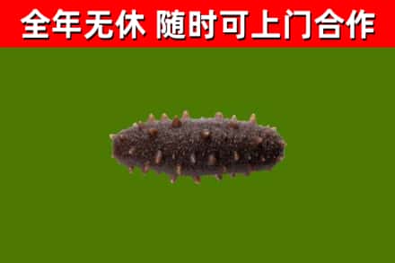 明山回收海参干